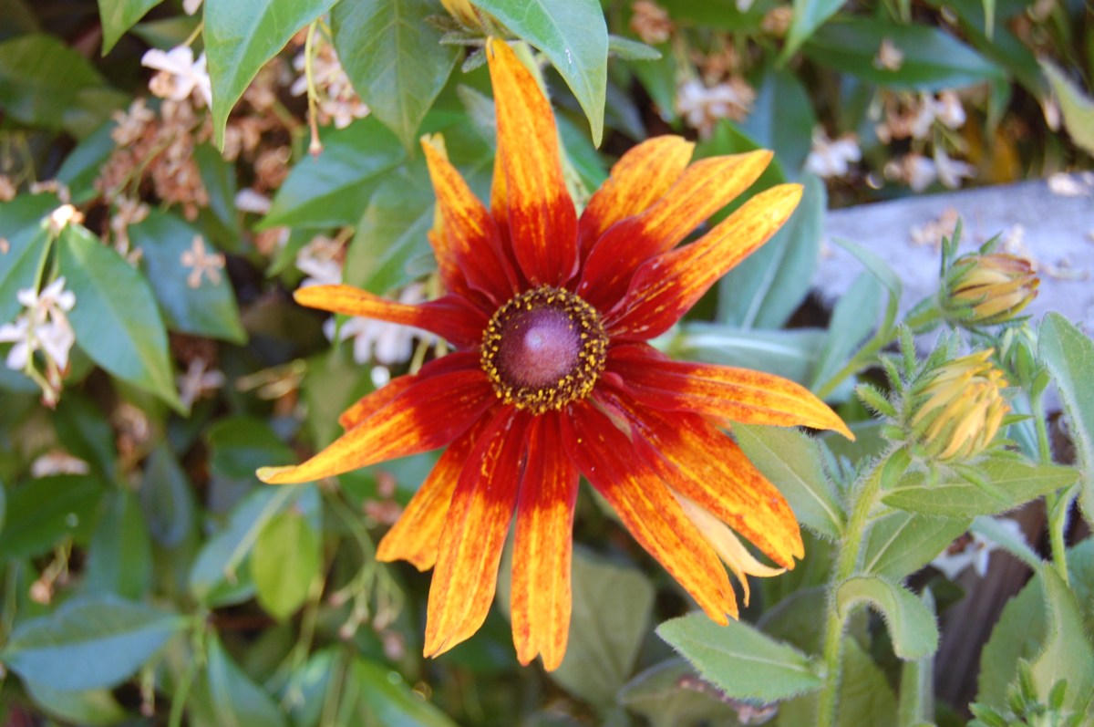 Filoli Summer Closeup Orange Flower