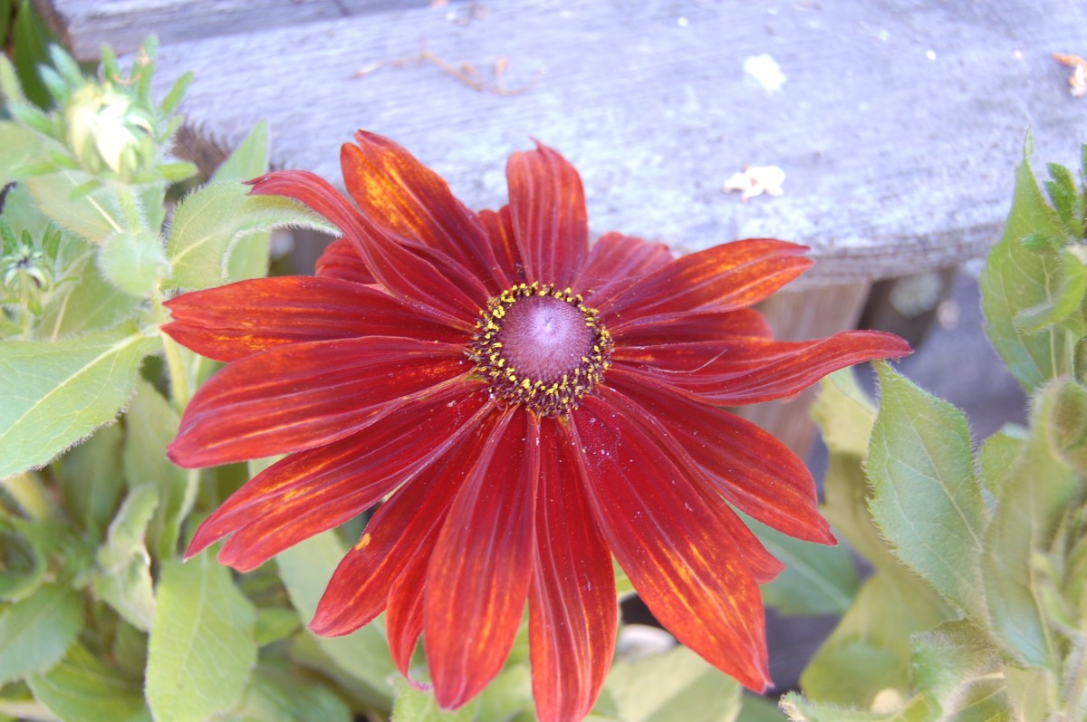 Filoli Summer Closeup Red Flower