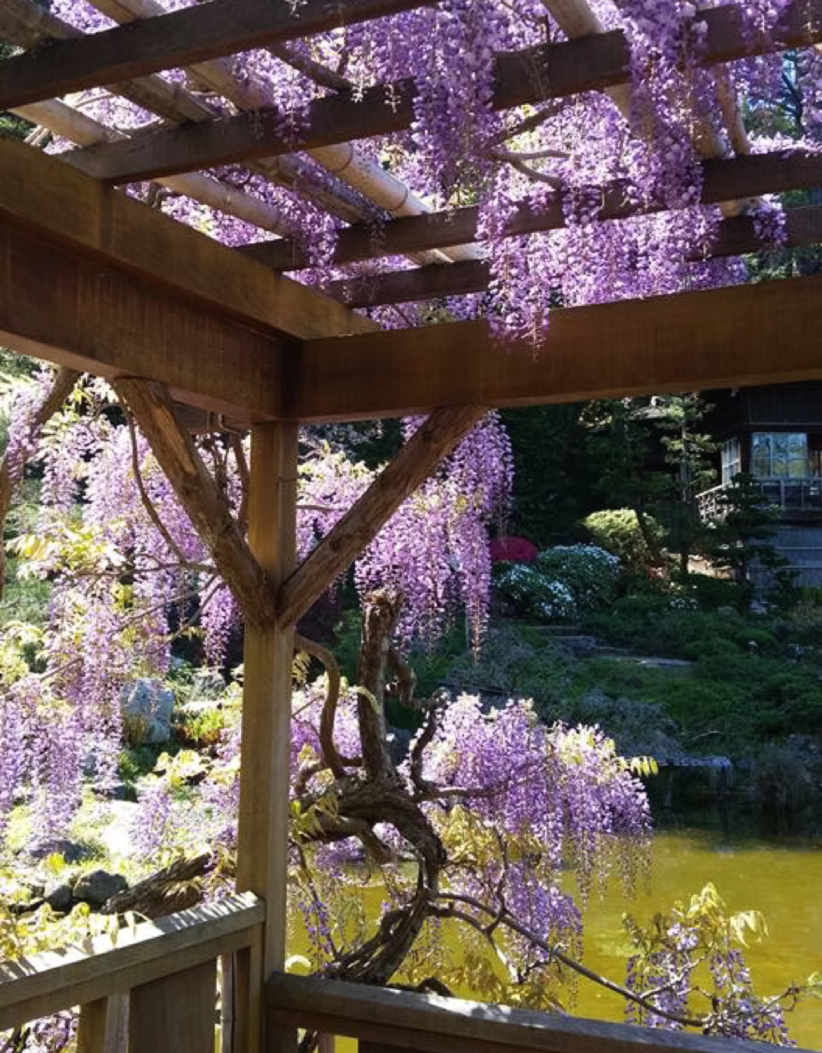 Hakone Wisteria Arbor KB