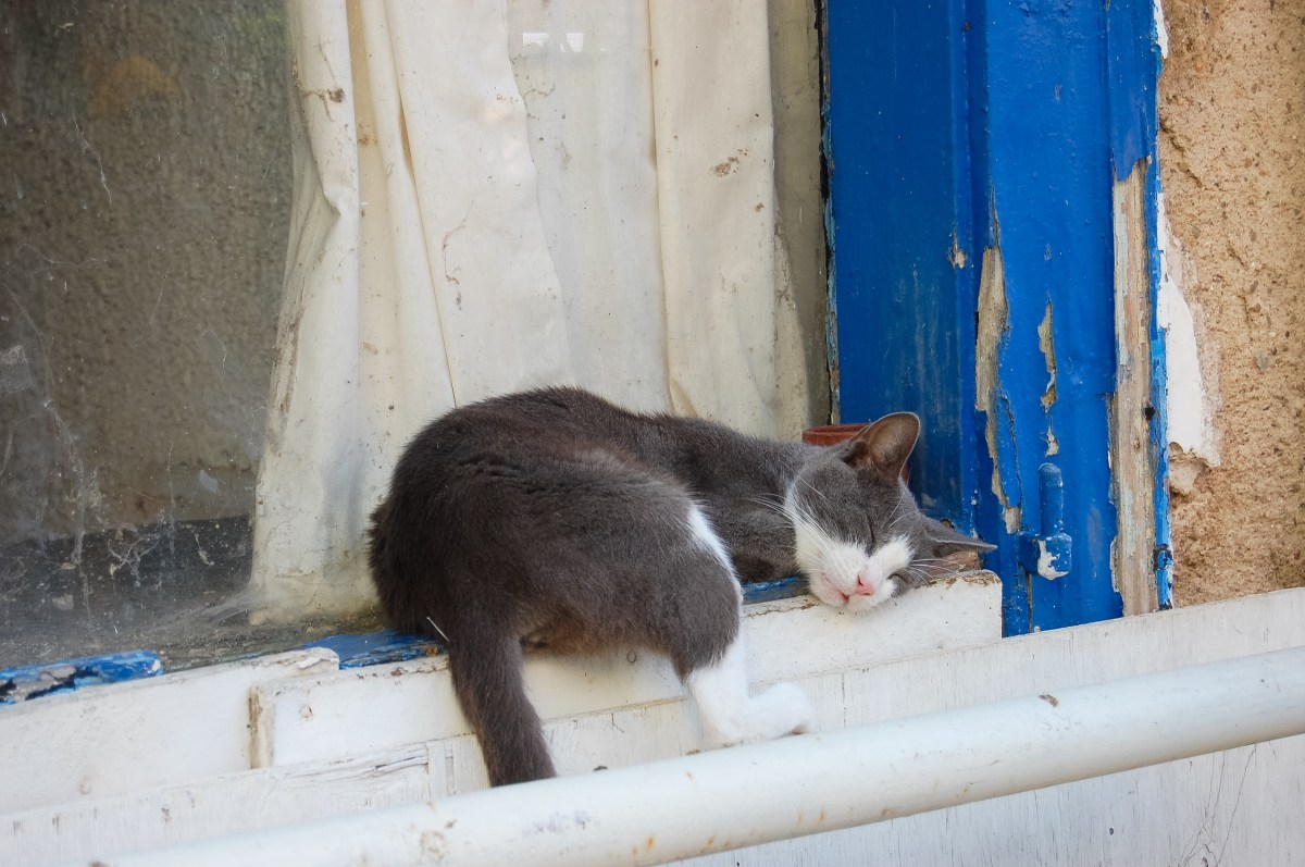 cat-napping-in-nafplio