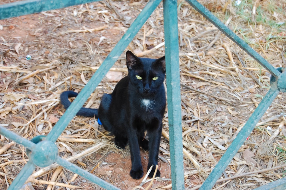 cat-people-watching-in-plaka