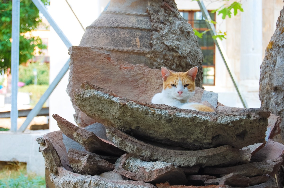 cat-relaxing-in-pottery-artifacts-plaka