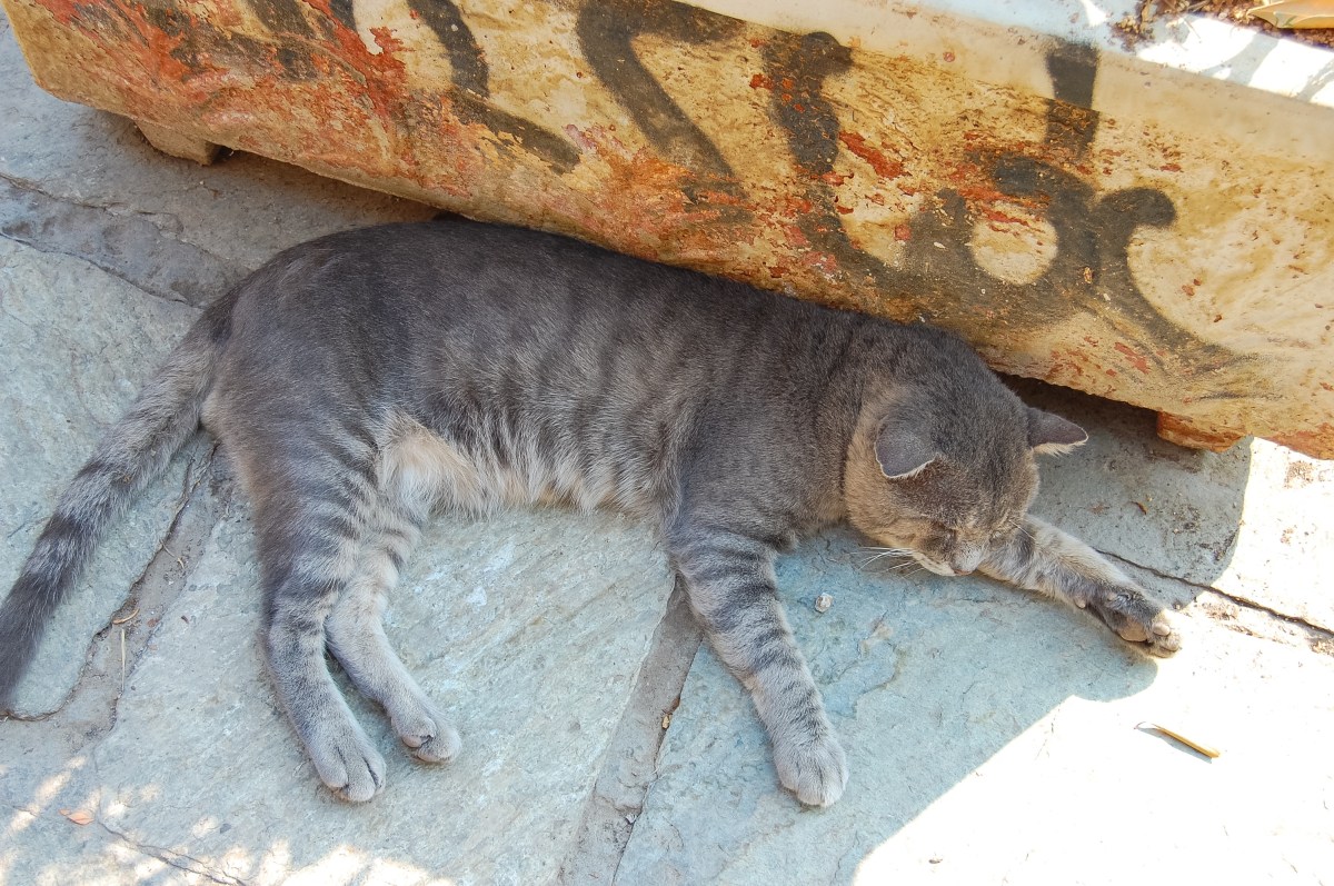 cat-taking-a-siesta-in-plaka