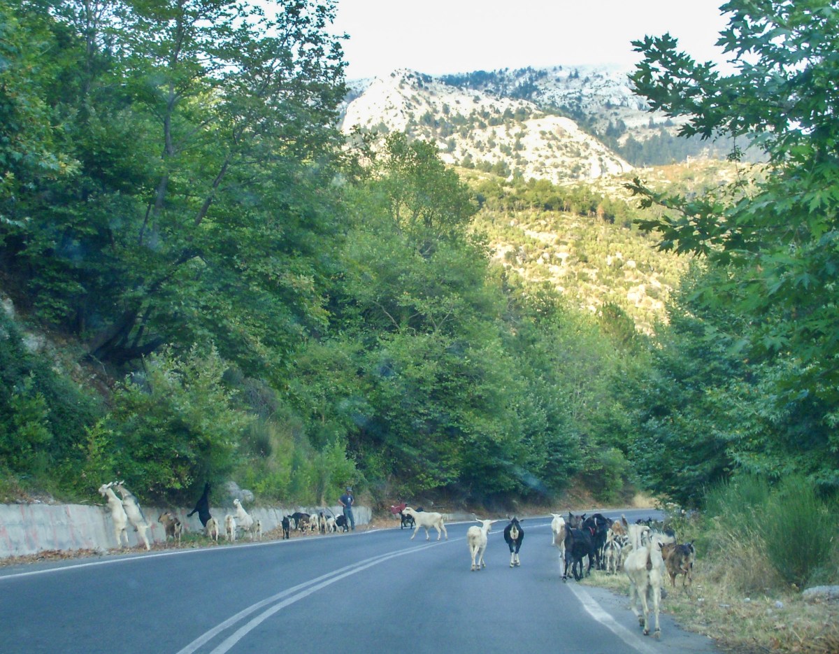 Goats in the Road Peloponnese