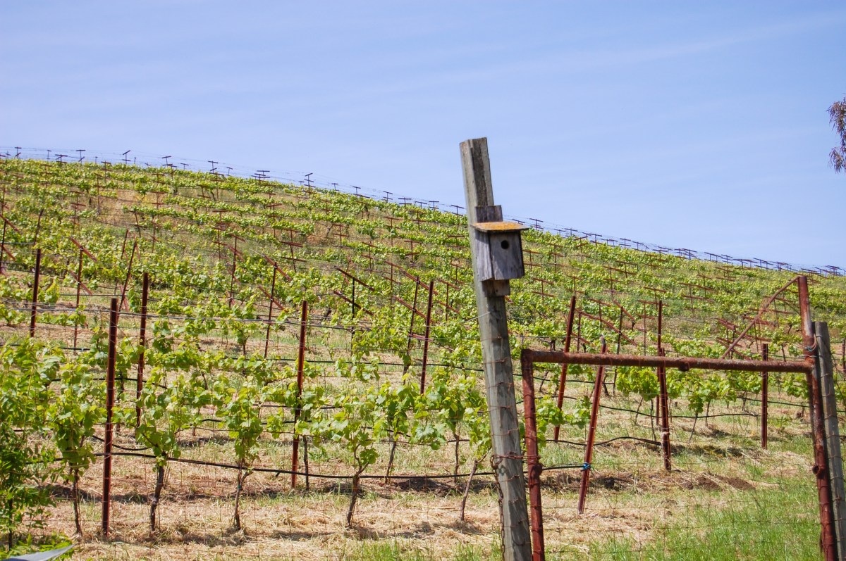 Cooper-Garrod Vineyard_edited