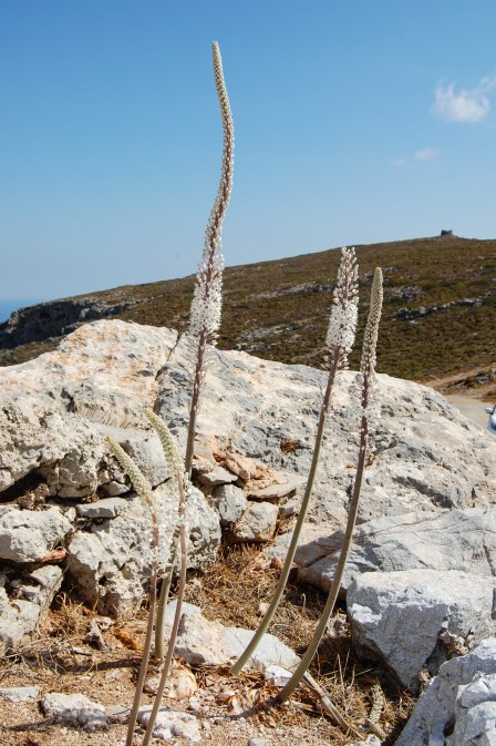 Mountainside on Kythira