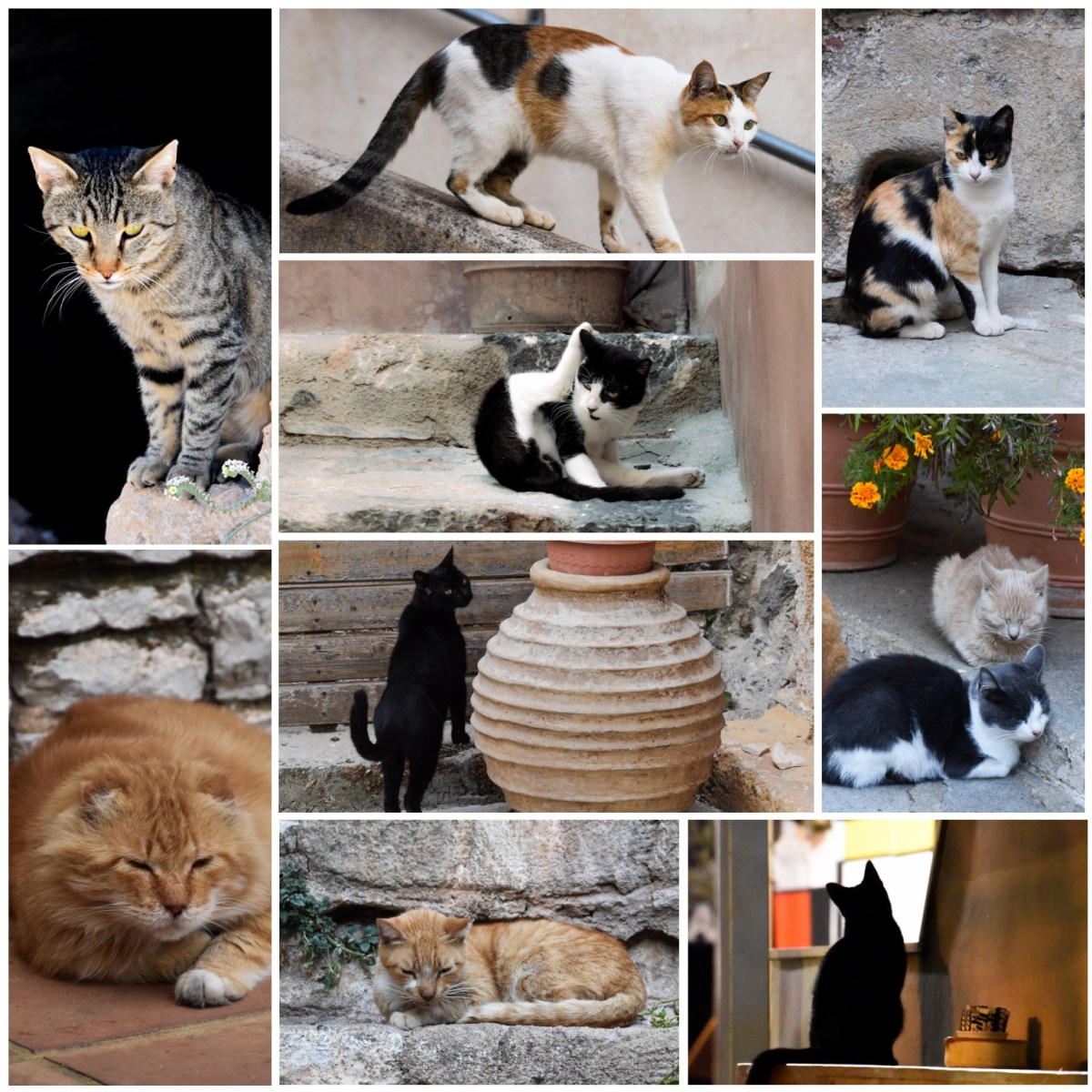 Cats of Greece Collage 2017
