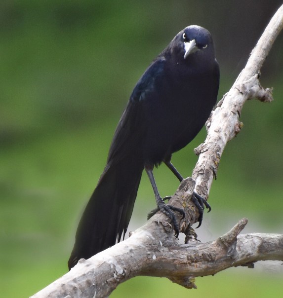 Black Bird at Sandy Wool Lake