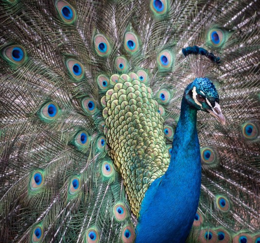 Filoli Peacock Bejeweled