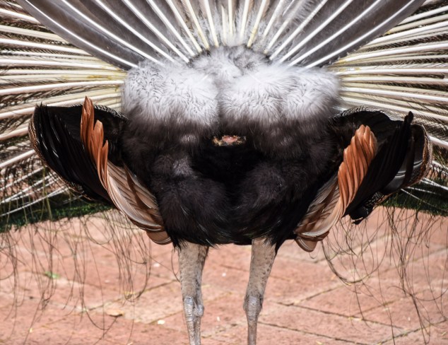 Filoli Peacock Rear View 2 LR