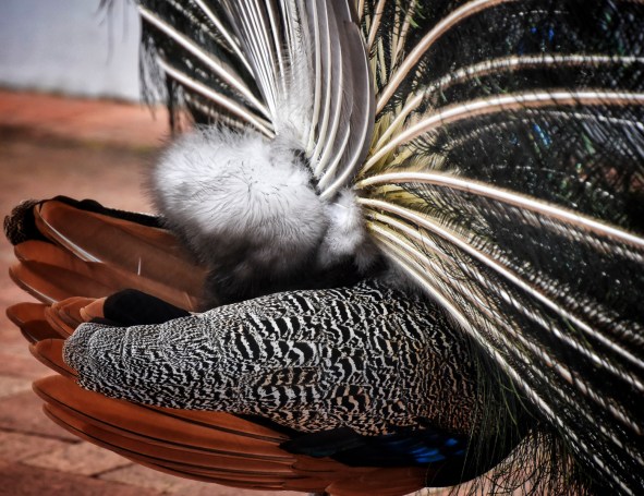Filoli Peacock Side View