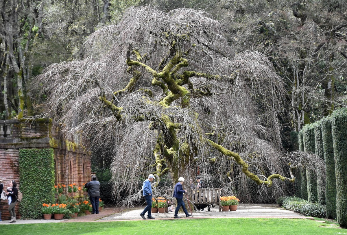 Filoli Gardens 3