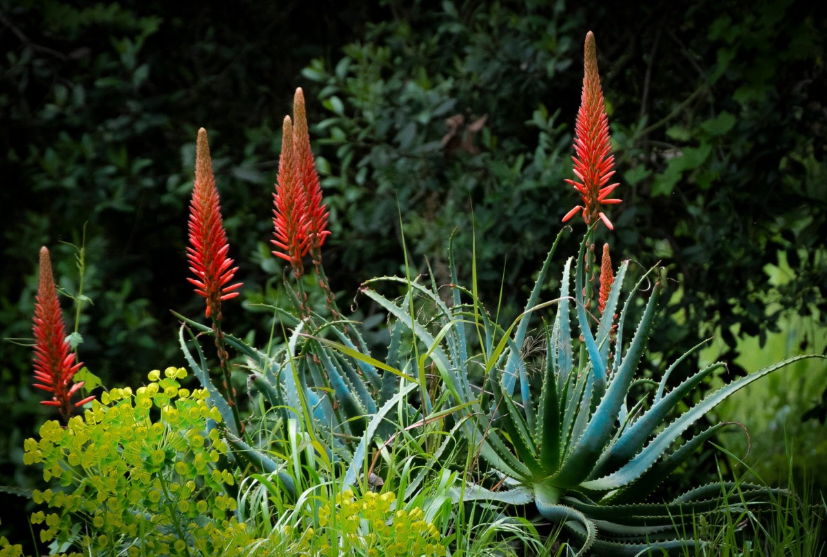 Stanford Cactus Garden 2