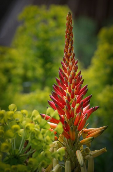 Stanford Cactus Garden 3