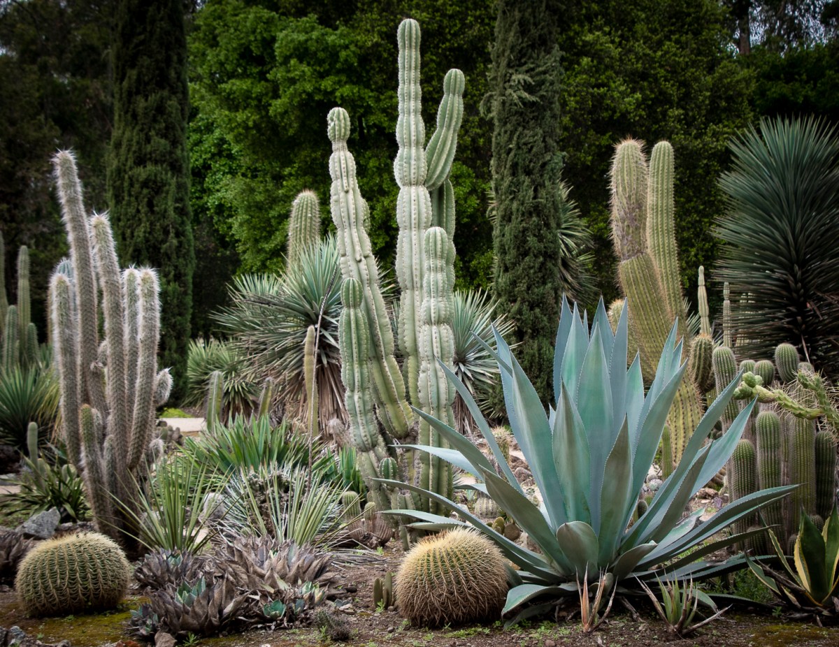 Stanford Cactus Garden LR4