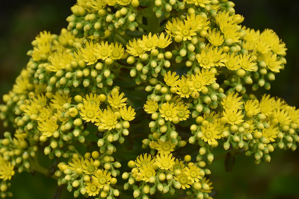 Stanford Cactus Garden LR5